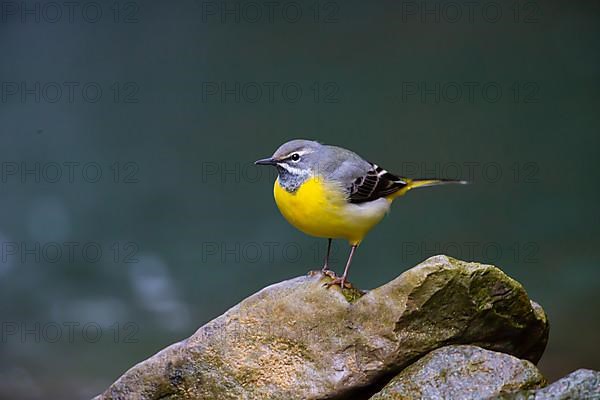 Grey Wagtail