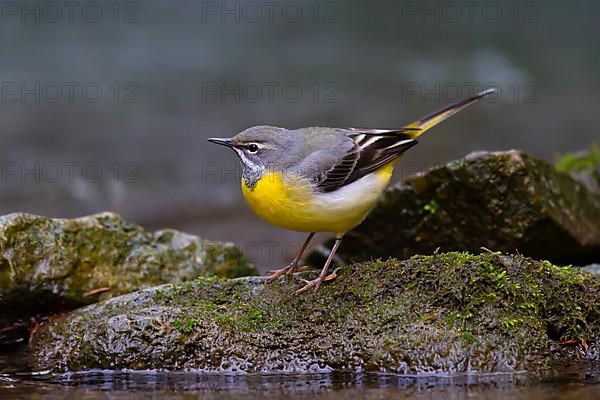 Grey Wagtail