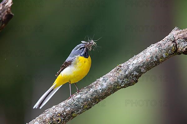 Grey Wagtail