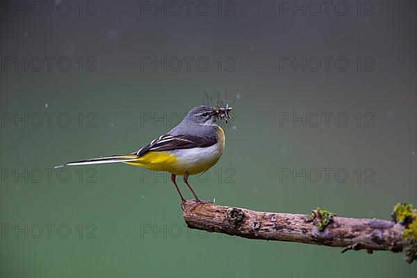 Grey Wagtail