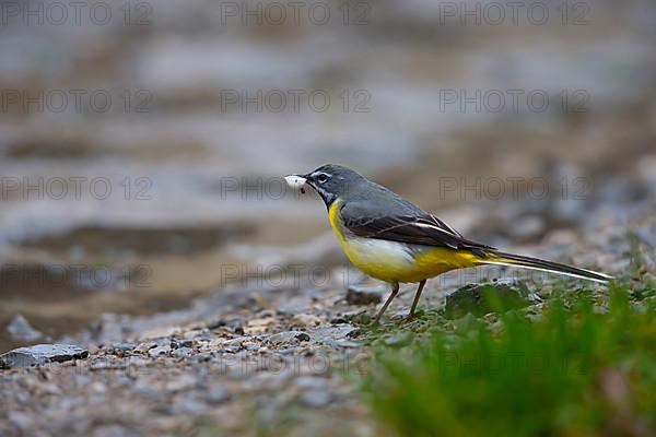 Grey Wagtail