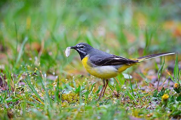 Grey Wagtail