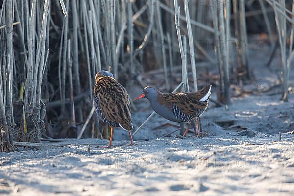 Water Rail