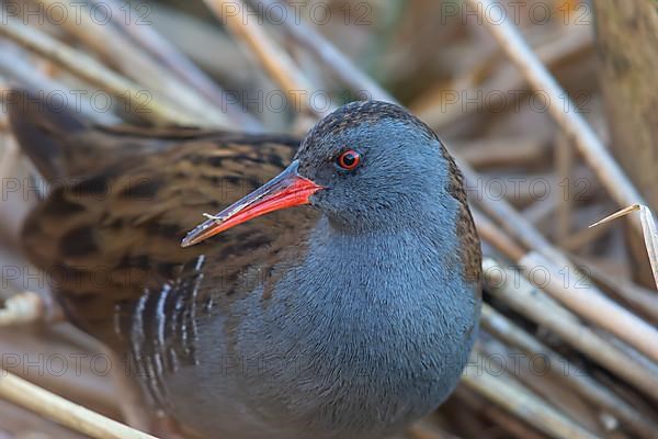 Water Rail