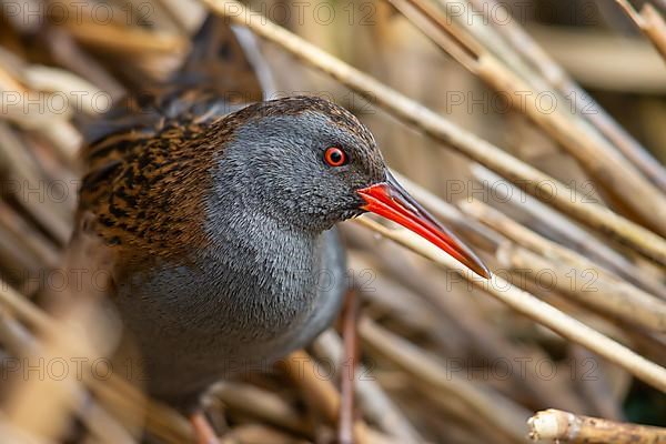 Water Rail