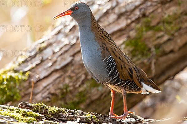 Water Rail