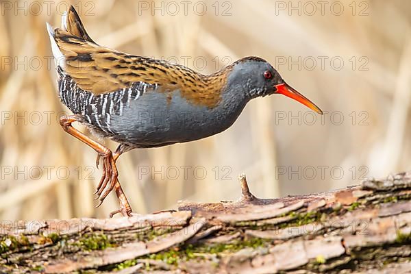 Water Rail