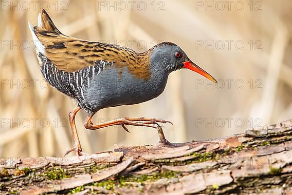 Water Rail