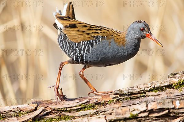 Water Rail