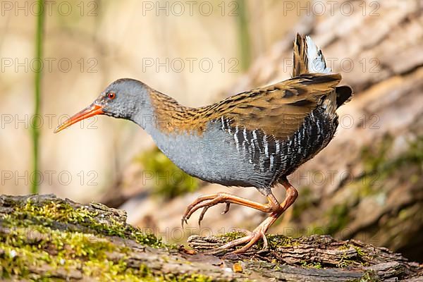 Water Rail