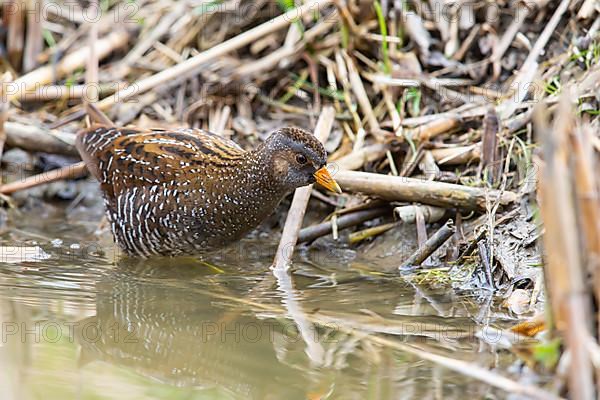 Spotted Crake