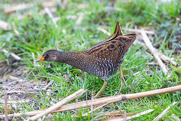 Spotted Crake