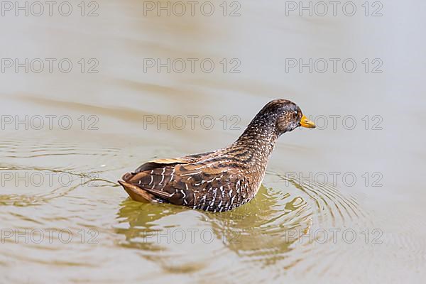 Spotted Crake