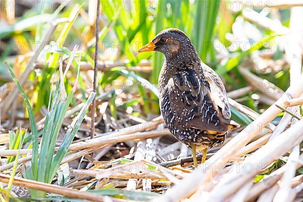 Spotted Crake