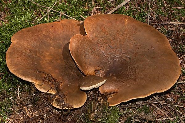 Velvet foot crempling two fruiting bodies with brown caps next to each other