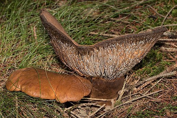 Velvet foot crempling two brown fruiting bodies next to each other