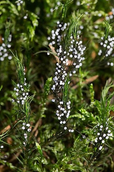 Slime mould Physarum leucopus Fruiting body many round