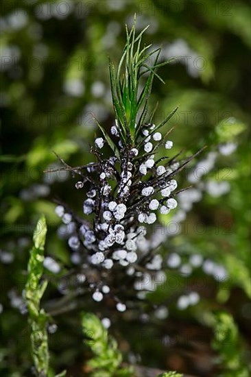 Mucilage fungus Physarum leucopus Fruiting body several round lime-dusted heads on green moss