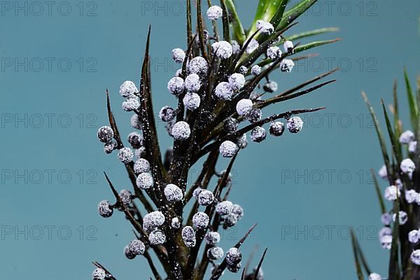 Mucilage fungus Physarum leucopus Fruiting body several round lime-dusted heads on green moss against a blue sky