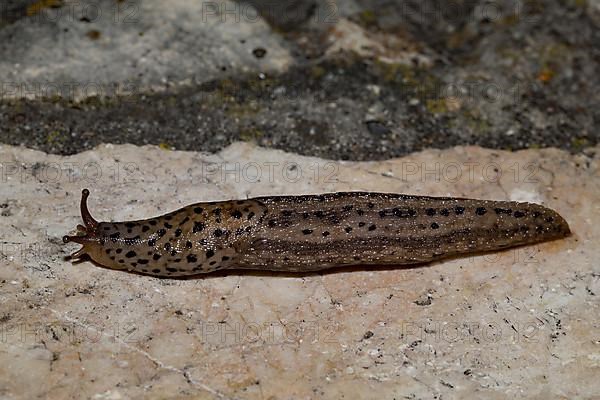 Tiger Snail Large Egg Snail Tiger Slug Lying on Stone Pavement Left Sighting