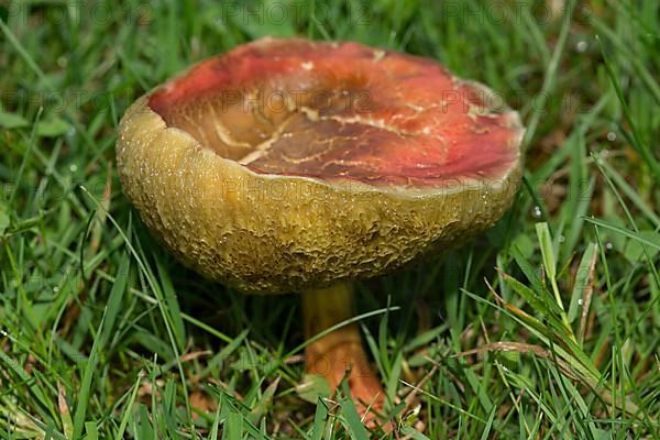 Red-legged boletus Fruiting body with yellowish-red stalk and brownish cap in green grass