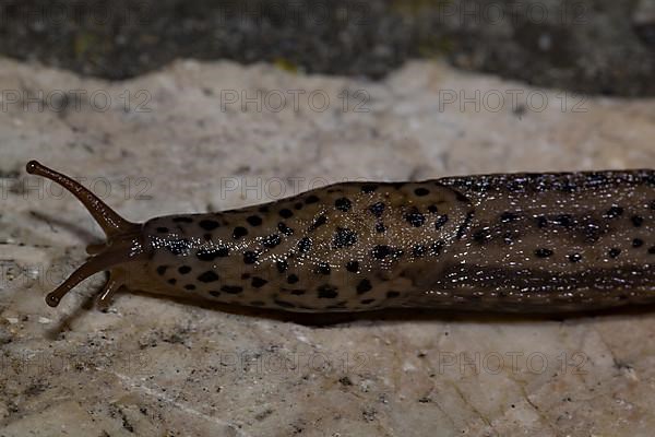 Tiger Snail Large Egg Snail Tiger Slug Lying on Stone Pavement Left Sighting