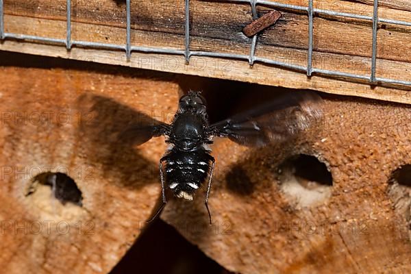 Bee fly with outstretched wings flying in front of wooden tube from behind