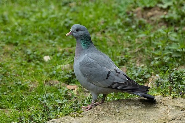 Stock Dove standing on Stone looking left