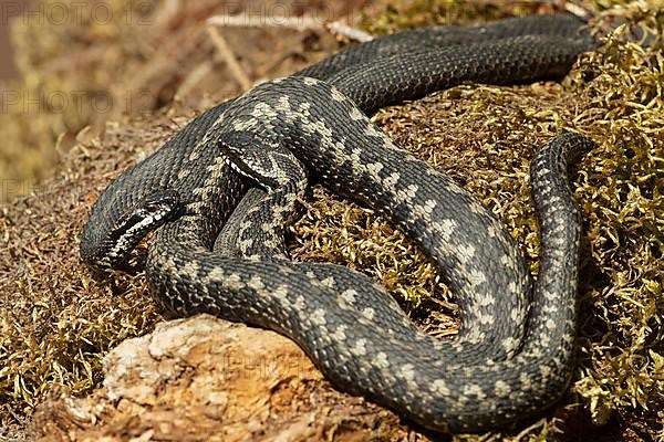 Adder seeing two snakes entwined lying on moss facing each other