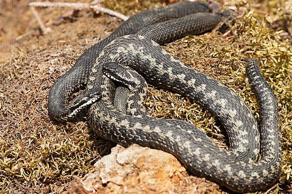 Adder seeing two snakes entwined lying on moss facing each other