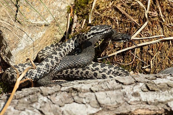 Adder two snakes with outstretched tongues in commentary fight lying next to stone lambent seeing right