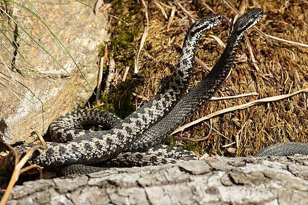 Adder two snakes with outstretched tongues in commentary fight lying next to stone lambent seeing right