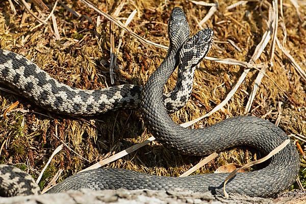 Adder two snakes in a comment fight on moss next to each other entwined standing up from behind