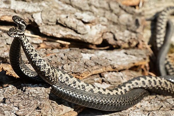 Adder two snakes in a commentary fight in front of a tree trunk lying entwined next to each other