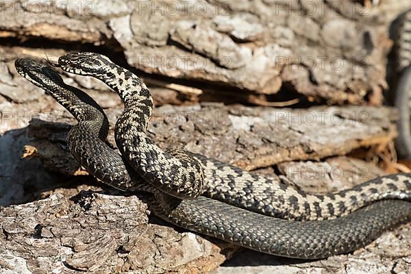 Adder two snakes with outstretched tongues in a commensal fight