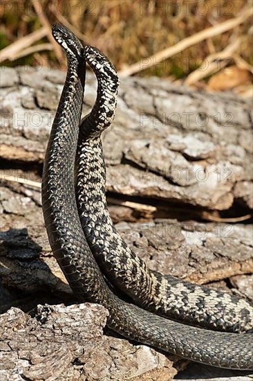 Adder seeing two snakes in a commentary fight in front of a tree trunk standing up next to each other on the left side