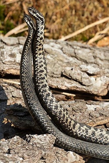 Adder seeing two snakes in a commentary fight in front of a tree trunk standing up next to each other on the left side