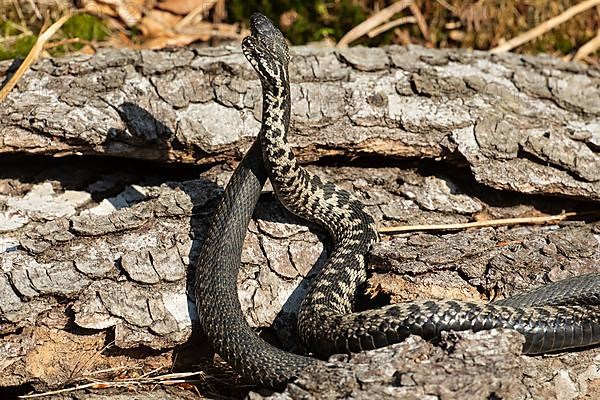 Adder seeing two snakes in a commentary fight in front of a tree trunk standing up next to each other on the left side
