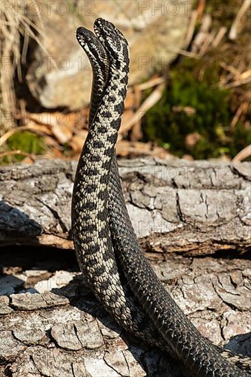 Adder seeing two snakes in a commentary fight in front of a tree trunk standing up next to each other on the left side