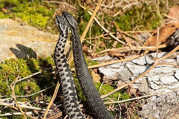 Adder two snakes in commentary fight in front of rock side by side standing up from behind