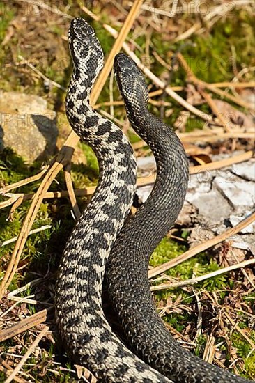 Adder two snakes in a comment fight in front of moss next to each other standing up from behind