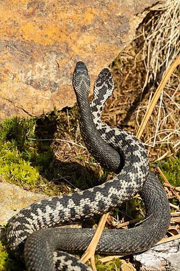Adder two snakes in commentary fight in front of boulder entwined standing up from behind