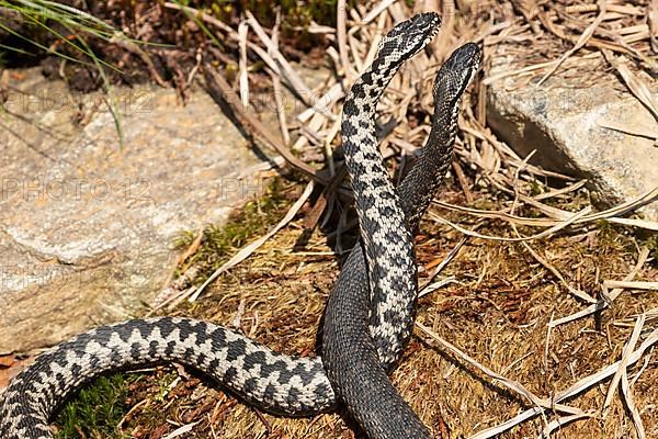 Adder two snakes in a commentary fight in front of rocks next to each other intertwined standing up right view