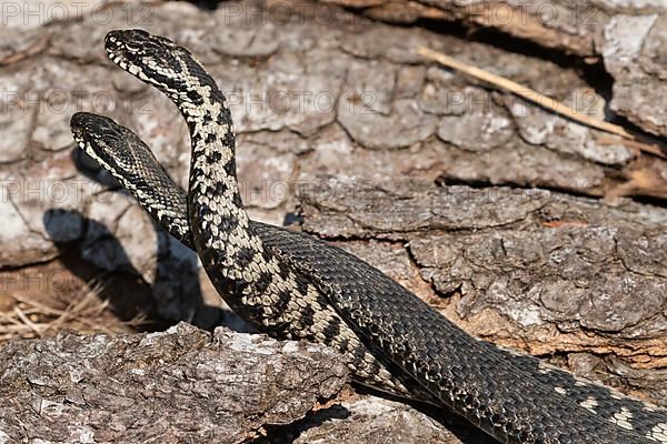 Adder two snakes in a commentary fight in front of a tree trunk lying entwined next to each other