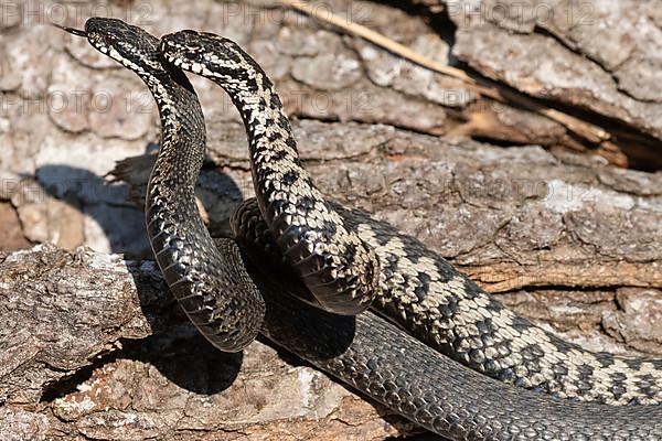 Adder two snakes with outstretched tongues in a commensal fight