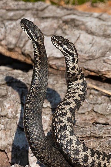 Adder seeing two snakes in a commentary fight in front of a tree trunk standing up next to each other on the left side