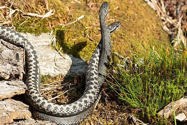 Adder two snakes in commentary fight in front of green moss standing tall seen on right side