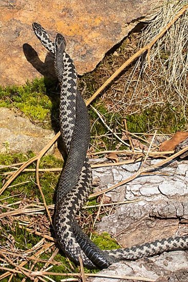 Adder two snakes in commentary fight in front of rocks side by side entwined standing up from behind