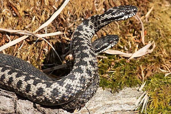 Adder two snakes in a commentary fight lying next to each other in front of moss seen on the right