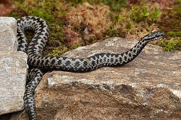 Adder with tongue out licking lying on rock looking right